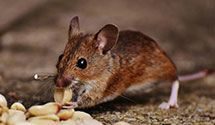 24 Hour & Emergency Exterminators in Traskwood, AR